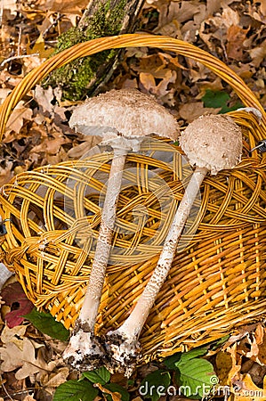 Mushroom an umbrella motley. Stock Photo