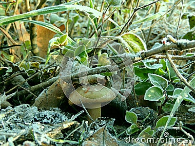 Frost on the grass over frozen mushroom close up Stock Photo