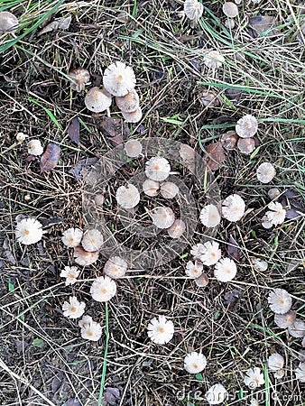 Mushroom up grass Stock Photo