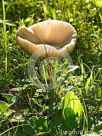 Mushroom with upturned cap collecting sunshine Stock Photo