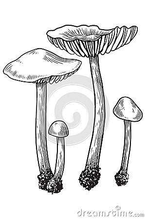 Mushroom, vector, drawing, engraving, illustration, small, family, group, tiny Vector Illustration