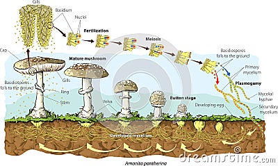 Mushroom Vector Illustration