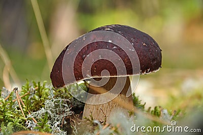 Mushroom Stock Photo