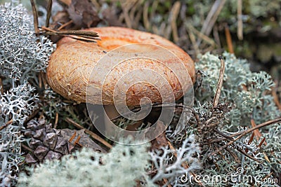 Mushroom (Lactarius torminosus), suitable for human consumption Stock Photo