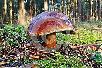 Mushroom xerocomus badius Stock Photo