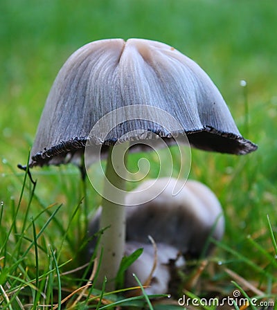 Mushroom, zebra striped Stock Photo