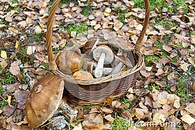 Mushrooming in forest, Wild mushrooms birch boletes collected in basket Stock Photo