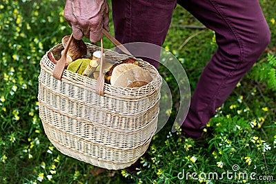 Mushrooming - person in forest with basket full of mushrooms Stock Photo