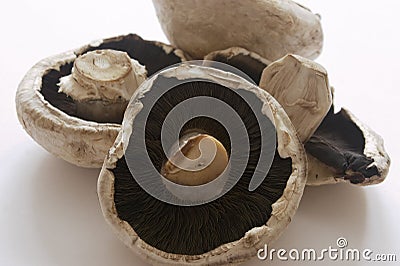 Mushrooms Stock Photo