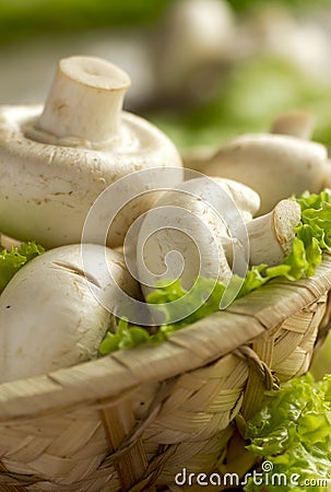 Mushrooms Stock Photo