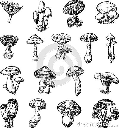 Mushrooms Vector Illustration