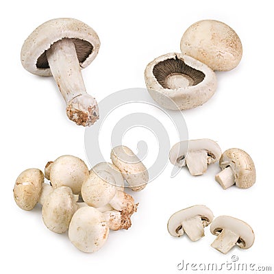Mushrooms Stock Photo