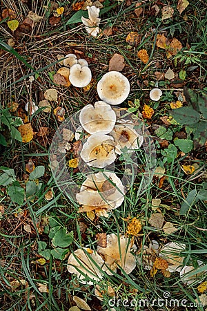 Mushrooms agaric mushrooms in the grass Stock Photo