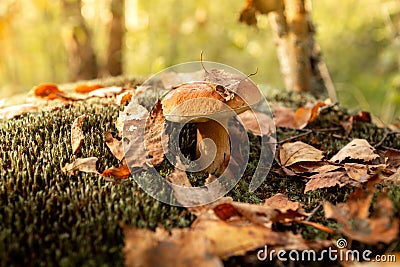 Mushrooms in the autumn forest. Wild forest, yellow leaves Stock Photo