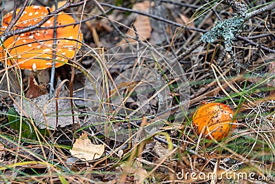 Mushrooms Autumn landscape. Red fly agaric poisonous mushroom growing in a forest, close up. Stock Photo