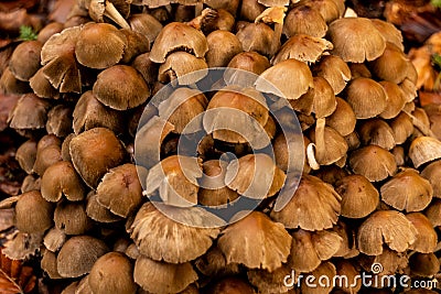 Mushrooms in the autumn Stock Photo