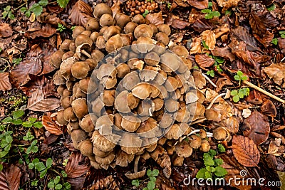 Mushrooms in the autumn Stock Photo