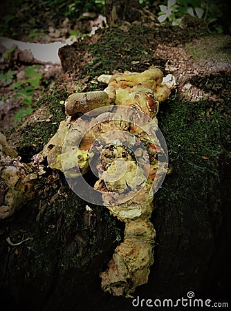 Mushrooms of a bizarre shape grow on a tree and look like a ghost. Stock Photo