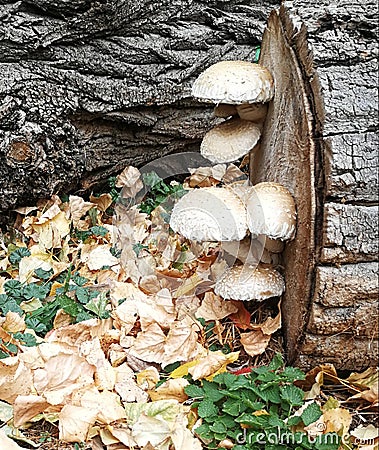 Mushrooms on a bole in autumn, 2018. Stock Photo