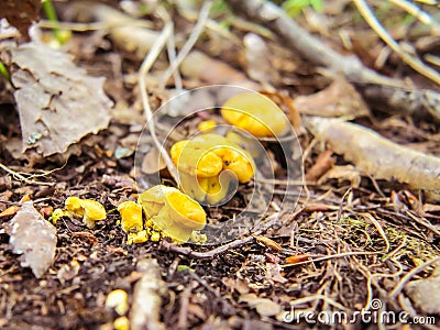 A mushrooms cantharellus cibarius commonly known as the chanterelle, golden chanterelle or girolle growing in the forest Stock Photo