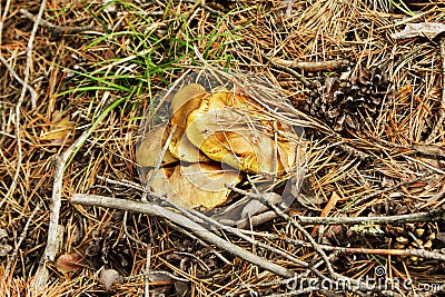 Mushrooms covered needles and branches. Stock Photo