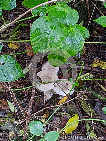 Mushrooms covered by a wet leaf Stock Photo