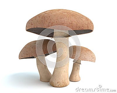 Mushrooms Cartoon Illustration