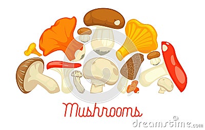 Mushrooms edible mushrooming poster. Vector flat champignon and boletus or forest chanterelle and lobster mushroom Vector Illustration