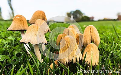 Mushrooms in the field Stock Photo