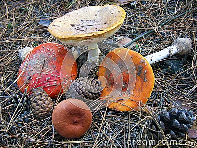 Mushrooms fly agaric in a pine forest, still life. Stock Photo