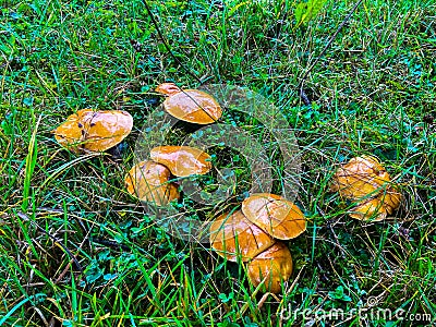 Mushrooms in the foreston on a morning Stock Photo