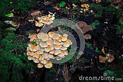 Mushrooms. Stock Photo