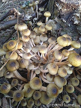 Mushrooms Stock Photo