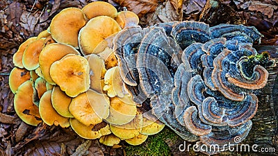 Mushrooms in the forest Stock Photo