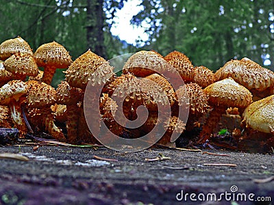 Mushrooms in the forest. Old stump with many brown mushrooms. Family. Stock Photo