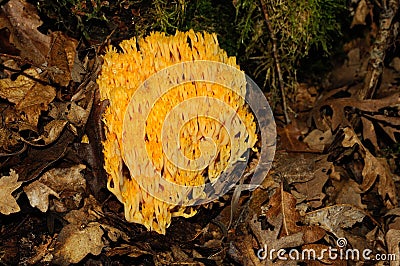 Mushrooms in a forest in Tuscany in Autumn Stock Photo