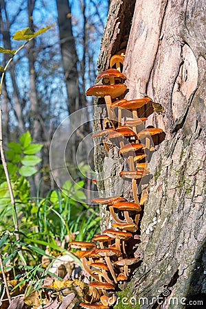 Mushrooms2 Stock Photo