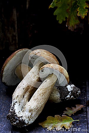 Mushrooms Stock Photo