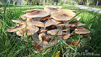 Mushrooms fungus autumn zagreb croatia Stock Photo