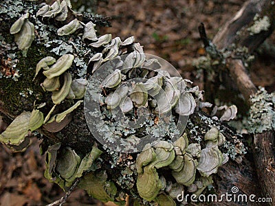 Mushrooms and fungus growing on a fallen tree limb. Stock Photo