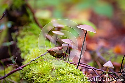 Mushroom in the field. Mushrooms in the grass. Poisonous mushrooms Stock Photo