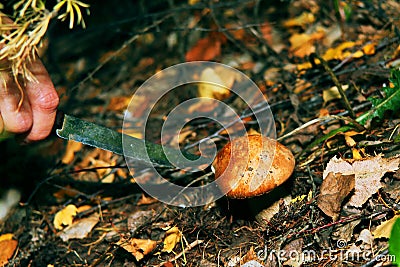 Mushrooms grow in the forest.The girl cuts a mushroom with a knife.White mushrooms.Mushroom podberezovik. Svinushka.Chanterelle. Stock Photo