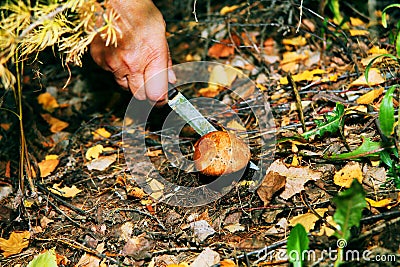 Mushrooms grow in the forest.The girl cuts a mushroom with a knife.White mushrooms.Mushroom podberezovik. Svinushka.Chanterelle. Stock Photo