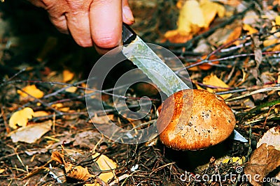 Mushrooms grow in the forest.The girl cuts a mushroom with a knife.White mushrooms.Mushroom podberezovik. Svinushka.Chanterelle. Stock Photo