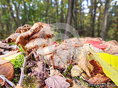 Mushrooms grow on a leaves and moss-covered stump Stock Photo