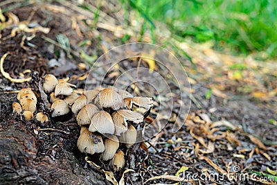 Mushrooms grow in the park near the roots of the tree. family of fungi of the order Agarical. photo of mushrooms Stock Photo