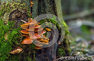 Mushrooms grow on the tree Stock Photo