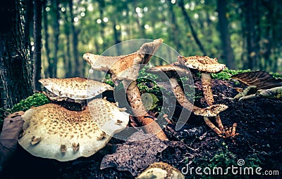 Mushrooms in forest Stock Photo