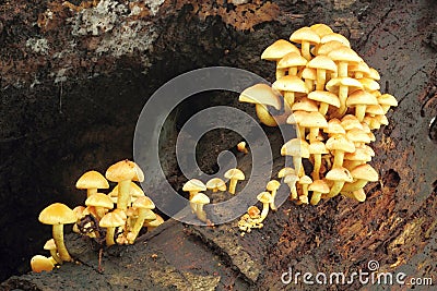 Mushrooms growing in the forest Stock Photo