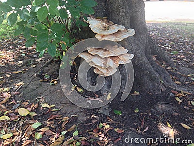 Mushrooms Growing on a Live Tree Stock Photo